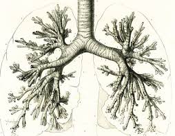 1836 Antique Heart Print Trachea Aorta Artery Pericardium Etsy Vintage Poster Art Human Heart Drawing Illustrations Posters
