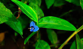 Image result for Commelina purpurea