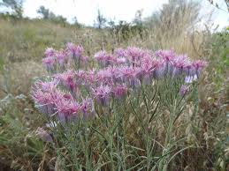 Image result for Dewildemania filifolia