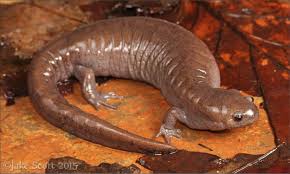 Image result for Macrotyloma rupestre × densiflo