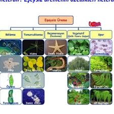 Eseyli Eseysiz Canli Hayvan Fotoraflari Eodev Com
