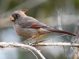 Various cardinal sounds, male, female.you can also set all sounds as ringtones. Northern Cardinal Sounds All About Birds Cornell Lab Of Ornithology