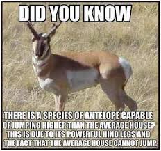 Did You Know There Is A Species Of Antelope Capable Of Jumping Higher Than The Average House Ned Martin S Amused Funny Photo Captions Funny Photos Humor