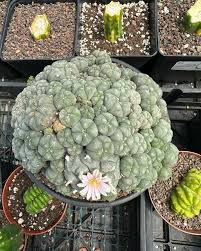 Image result for Loxodera caespitosa