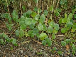 Image result for Hydrocotyle bonariensis