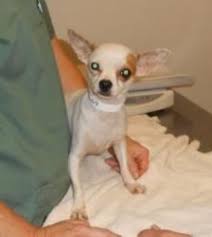 Adopt Morgan On With Images Chihuahua Dogs Cute Chihuahua Chihuahua Lover