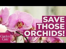 Pin On Orchids