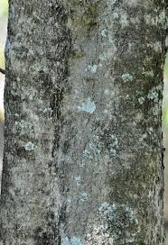 Image result for Atalaya alata