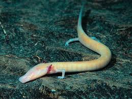 To The Guy Who Postet African Lungfish That Can Live 5 Years Without Eating This Is Proteus A Fish That Can Live 10 Years Without Food 9gag