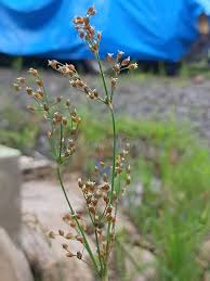 Image result for Fimbristylis miliacea