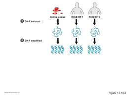 Check spelling or type a new query. 7 Dna Profiling Flashcards Quizlet