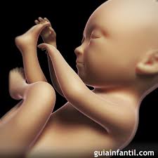 El Desarrollo Del Bebe Dentro Del Utero Materno