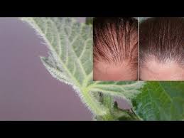 اكتشاف نبات يعيد انبات الشعر ويمنع التساقط نهائي وداعا لعمليات زرع الشعر الصناعي Youtube Grow Hair Hair Videos Egyptian Beauty