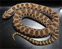 Check spelling or type a new query. Western Hognose Snake Wikipedia