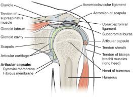 The human shoulder is made up of three bones: Anatomy And Physiology Lab I On Openalg