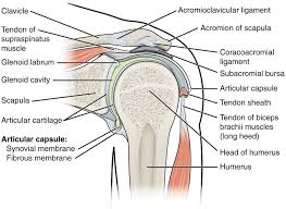 In the shoulder joint, the ligaments play a key role in stabilising the bony structures. Anatomy And Physiology Lab I On Openalg