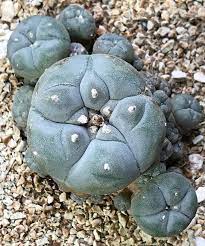 *unlike imports these do not carry diseases like costia, flex, hith or. East Coast Cactus On Instagram Lophophora Williamsii F Caespitosa Cactus Succulents Succulente Ariocarpus Lophophora Lophoph Cactus East Coast Coast