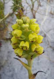 Image result for Corycium