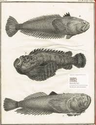 Hours, address, petermannchen stadtrundfahrten review: Uranoscope Rat Trachine Vive Scorpene Double Filament Himmelsgucker Petermannchen Und Drachenkopf Giftige Fische Des Mittelmeeres Original Kupferstiche Von Chevillet Nach Jacques De Seve Aus Der Histoire Naturelle Des Poissons Von Professor