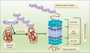 Find out information about proteasomes. Scielo Brasil New Proteasome Inhibitors In The Treatment Of Multiple Myeloma New Proteasome Inhibitors In The Treatment Of Multiple Myeloma