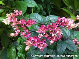 Image result for Clerodendrum