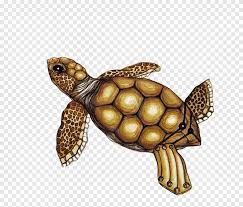 Entdecke rezepte, einrichtungsideen, stilinterpretationen und andere ideen zum ausprobieren. Kotak Kura Kura Softshell Cina Kura Kura Painted Kura Kura Painted Lukisan Cat Air Dicat Png Pngegg