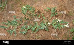 Image result for Chascanum