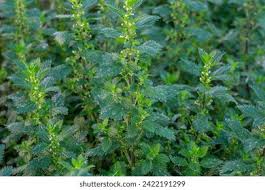 Image result for Urtica urens