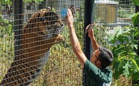 The toronto zoo, toronto, ontario. Behind The Scenes At The Toronto Zoo Summer Core Program