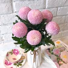 The ping pong series comes in three colors purple, lavender and white and a mix. Usd 19 78 Exquisite Single Product Quality Priority Ping Pong Chrysanthemum Flower Base Straight Hair Sun Flower Every Monday Flower Wholesale From China Online Shopping Buy Asian Products Online From The Best