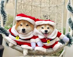 Search results for christmas doge advertisement. 33