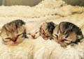 View our available munchkin cat kittens. Persian Munchkin Kittens Forsale Tennessee