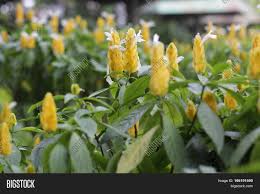 Taman indah homestay offers a terrace. Pachystachys Lutea Image Photo Free Trial Bigstock