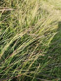 Image result for Sehima