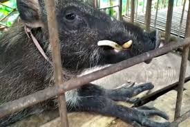Join facebook to connect with anak babi hutan and others you may know. Heboh Babi Hutan Aneh Di Banyumas Kakinya Berjari Suka Makan Nasi Dan Minum Kopi