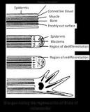 Image result