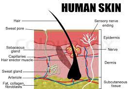 Download in under 30 seconds. Human Skin Cross Section Vector Stock Vector Colourbox