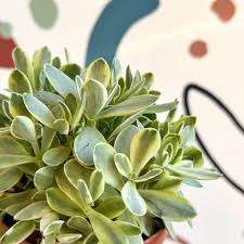 Image result for Crassula globularioides