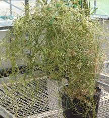 Image result for Agelanthus terminaliae