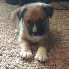 (born 2/2/19) #assiedor (not a breeder, just recieved puppy) #australianshepherd. Aussiedor Australian Shepherd Labrador Retriever Mix Info And Pictures