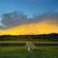 Alba Vineyard — Fall Harvest Chef's Dinner event image