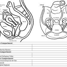 Pelvic ultrasound is usually the initial modality for imaging gynecologic pathology, including acute pelvic pain and chronic pelvic pain. Template Used To Report Expert Transvaginal Ultrasound Download Scientific Diagram