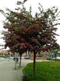 Rotdorn Hohe 180 190 Cm Stammchen Crataegus Paul Scarlet Halbstamm In Garten Terrasse Pflanzen Samereien Zwiebeln Pflanzen Rotdorn Pflanzen Garten