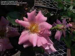 They are one of hmf's most useful and powerful features. Plantfiles Pictures Shrub Rose Bubblicious Rosa By Daylilyslp