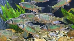 オイカワを釣りたい 人気の川魚を釣るためのおすすめタックル特集 川魚 カワムツ 釣り