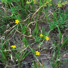 Image result for Cucumis quintanilhae