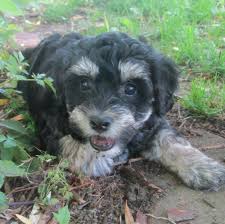 Pooton puppies for sale georgia. Pooton Puppy Breeder Pooton Puppies For Sale Petite Joie Puppies