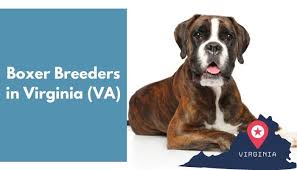 Check spelling or type a new query. 6 Boxer Breeders In Virginia Va Boxer Puppies For Sale Animalfate