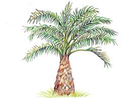 Image result for Elaeis