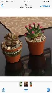 Colección y venta de #suculentas. Venta Mini Cactus Y Suculentas Guayaquil Doplim 1163903